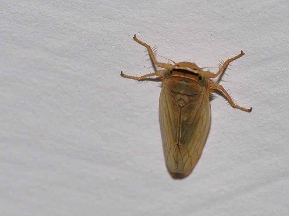 Artianus cfr. interstitialis ? dal Lazio